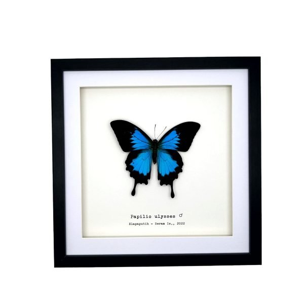 Mountain Blue Swallowtail (Papilio ulysses) Framed Specimen - TaxidermyArtistry Mountain Blue Swallowtail (Papilio ulysses) Framed Specimen - TaxidermyArtistry