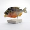 MOUNTED Taxidermy Red Bellied Predator Piranha Peru Amazon Pygocentrus nattereri - TaxidermyArtistry MOUNTED Taxidermy Red Bellied Predator Piranha Peru Amazon Pygocentrus nattereri - TaxidermyArtistry