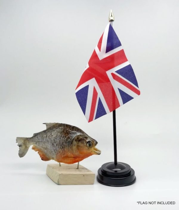 MOUNTED Taxidermy Red Bellied Predator Piranha Peru Amazon Pygocentrus nattereri - TaxidermyArtistry MOUNTED Taxidermy Red Bellied Predator Piranha Peru Amazon Pygocentrus nattereri - TaxidermyArtistry