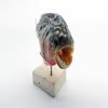MOUNTED Taxidermy Red Bellied Predator Piranha Peru Amazon Pygocentrus nattereri - TaxidermyArtistry MOUNTED Taxidermy Red Bellied Predator Piranha Peru Amazon Pygocentrus nattereri - TaxidermyArtistry