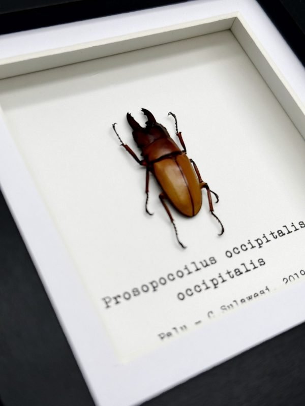 Nape-Spot Stag Beetle (Prosopocoilus occipitalis occipitalis) Framed Specimen - TaxidermyArtistry Nape-Spot Stag Beetle (Prosopocoilus occipitalis occipitalis) Framed Specimen - TaxidermyArtistry