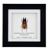 Nape-Spot Stag Beetle (Prosopocoilus occipitalis occipitalis) Framed Specimen - TaxidermyArtistry Nape-Spot Stag Beetle (Prosopocoilus occipitalis occipitalis) Framed Specimen - TaxidermyArtistry