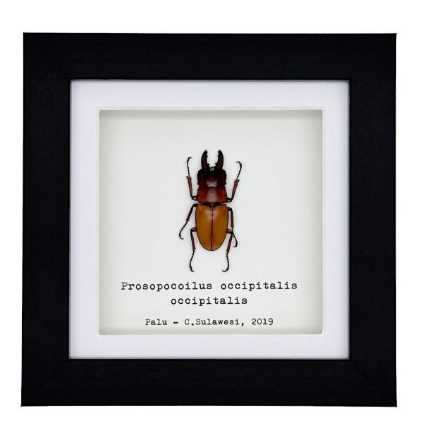 Nape-Spot Stag Beetle (Prosopocoilus occipitalis occipitalis) Framed Specimen - TaxidermyArtistry Nape-Spot Stag Beetle (Prosopocoilus occipitalis occipitalis) Framed Specimen - TaxidermyArtistry