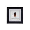 Nape-Spot Stag Beetle (Prosopocoilus occipitalis occipitalis) Framed Specimen - TaxidermyArtistry Nape-Spot Stag Beetle (Prosopocoilus occipitalis occipitalis) Framed Specimen - TaxidermyArtistry