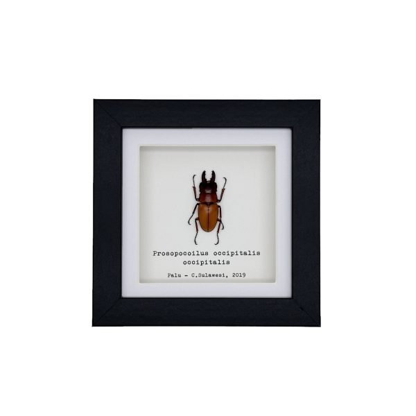 Nape-Spot Stag Beetle (Prosopocoilus occipitalis occipitalis) Framed Specimen - TaxidermyArtistry Nape-Spot Stag Beetle (Prosopocoilus occipitalis occipitalis) Framed Specimen - TaxidermyArtistry