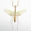 Narrow-winged Praying Mantis Insect Specimen (Tenodera angustipennis) - TaxidermyArtistry