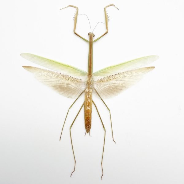Narrow-winged Praying Mantis Insect Specimen (Tenodera angustipennis) - TaxidermyArtistry