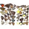 Naturally beautiful butterflies Mix Naturally beautiful butterflies Mix