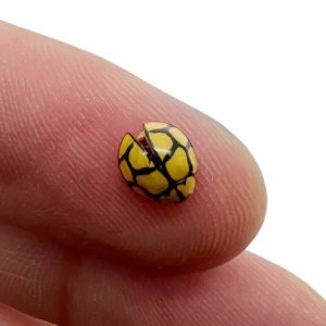 Netty Ladybird (Heteroneda billardieri) Bug - TaxidermyArtistry Netty Ladybird (Heteroneda billardieri) Bug - TaxidermyArtistry