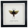 Northern Spotted Grasshopper (Aularches punctatus) Framed Specimen - TaxidermyArtistry Northern Spotted Grasshopper (Aularches punctatus) Framed Specimen - TaxidermyArtistry