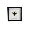 Northern Spotted Grasshopper (Aularches punctatus) Framed Specimen - TaxidermyArtistry Northern Spotted Grasshopper (Aularches punctatus) Framed Specimen - TaxidermyArtistry