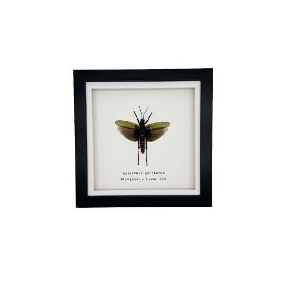 Northern Spotted Grasshopper (Aularches punctatus) Framed Specimen - TaxidermyArtistry Northern Spotted Grasshopper (Aularches punctatus) Framed Specimen - TaxidermyArtistry