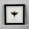 Northern Spotted Grasshopper (Aularches punctatus) Framed Specimen - TaxidermyArtistry Northern Spotted Grasshopper (Aularches punctatus) Framed Specimen - TaxidermyArtistry