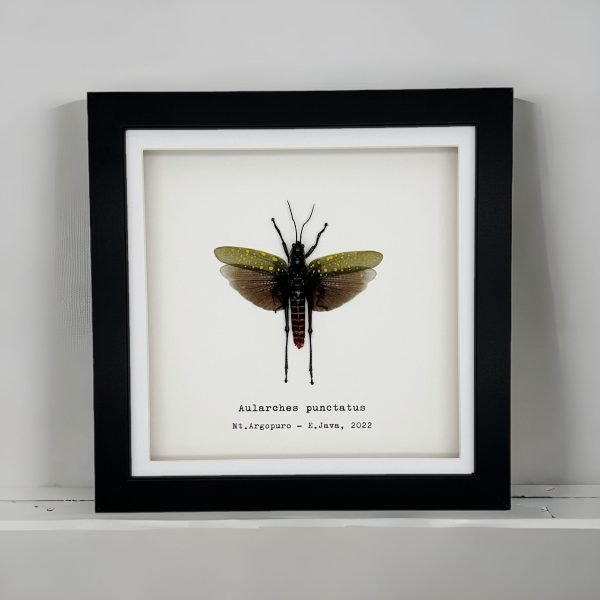 Northern Spotted Grasshopper (Aularches punctatus) Framed Specimen - TaxidermyArtistry Northern Spotted Grasshopper (Aularches punctatus) Framed Specimen - TaxidermyArtistry
