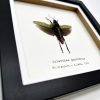 Northern Spotted Grasshopper (Aularches punctatus) Framed Specimen - TaxidermyArtistry Northern Spotted Grasshopper (Aularches punctatus) Framed Specimen - TaxidermyArtistry