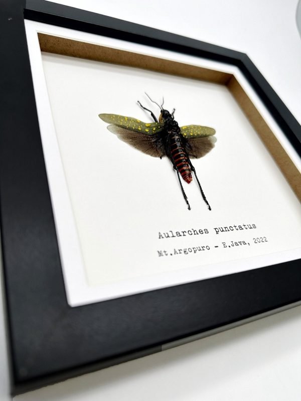 Northern Spotted Grasshopper (Aularches punctatus) Framed Specimen - TaxidermyArtistry Northern Spotted Grasshopper (Aularches punctatus) Framed Specimen - TaxidermyArtistry
