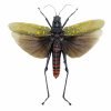 Northern Spotted Grasshopper (Aularches punctatus) (Spread) (M) - TaxidermyArtistry