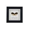 Orange and Black Butterfly (Bythopsyrna ebonfana) Framed Specimen - TaxidermyArtistry