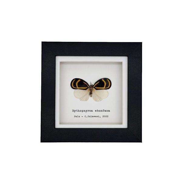 Orange and Black Butterfly (Bythopsyrna ebonfana) Framed Specimen - TaxidermyArtistry