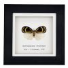 Orange and Black Butterfly (Bythopsyrna ebonfana) Framed Specimen - TaxidermyArtistry
