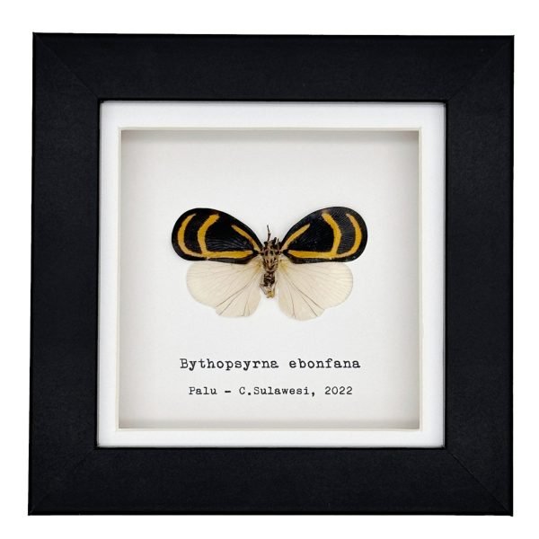 Orange and Black Butterfly (Bythopsyrna ebonfana) Framed Specimen - TaxidermyArtistry