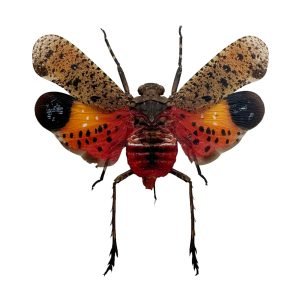 Orange Lantern Fly (Penthicodes pulchella) Bug - TaxidermyArtistry