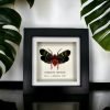 Oriental Lantern Fly Frame (Scamandra castanea) - TaxidermyArtistry Oriental Lantern Fly Frame (Scamandra castanea) - TaxidermyArtistry