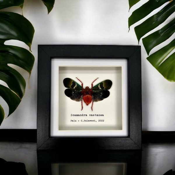 Oriental Lantern Fly Frame (Scamandra castanea) - TaxidermyArtistry Oriental Lantern Fly Frame (Scamandra castanea) - TaxidermyArtistry