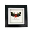 Oriental Lantern Fly Frame (Scamandra castanea) - TaxidermyArtistry Oriental Lantern Fly Frame (Scamandra castanea) - TaxidermyArtistry