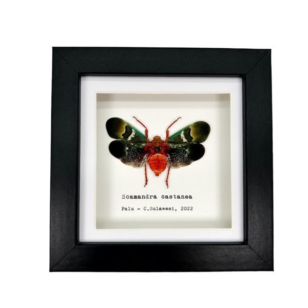 Oriental Lantern Fly Frame (Scamandra castanea) - TaxidermyArtistry Oriental Lantern Fly Frame (Scamandra castanea) - TaxidermyArtistry