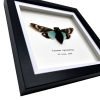 Ornate Blue Black Cicada Frame (Tosena splendida) - TaxidermyArtistry