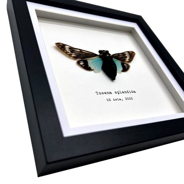 Ornate Blue Black Cicada Frame (Tosena splendida) - TaxidermyArtistry