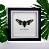 Ornate Blue Black Cicada Frame (Tosena splendida) - TaxidermyArtistry
