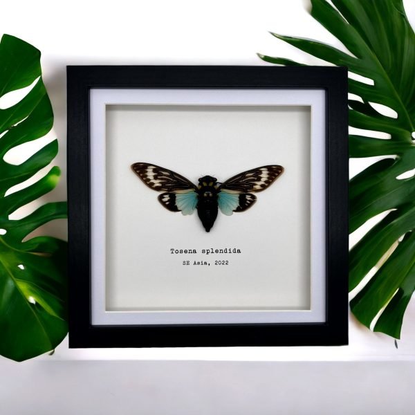 Ornate Blue Black Cicada Frame (Tosena splendida) - TaxidermyArtistry