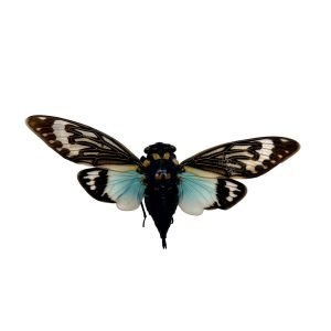 Ornate Blue Black Cicada (Tosena splendida / Distantalna splendida ) - TaxidermyArtistry