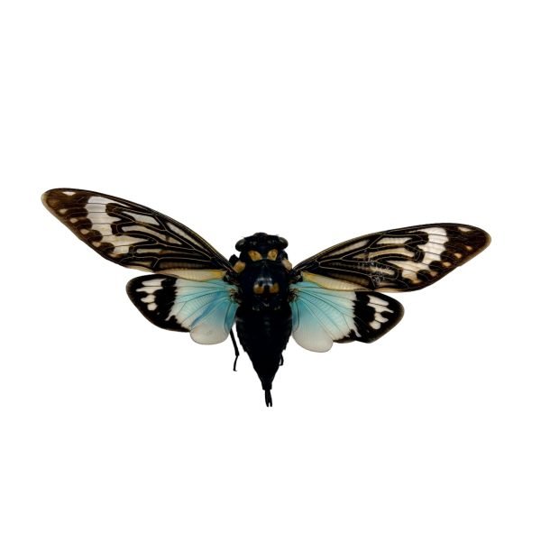 Ornate Blue Black Cicada (Tosena splendida / Distantalna splendida ) - TaxidermyArtistry