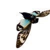 Ornate Blue Black Cicada (Tosena splendida / Distantalna splendida ) - TaxidermyArtistry