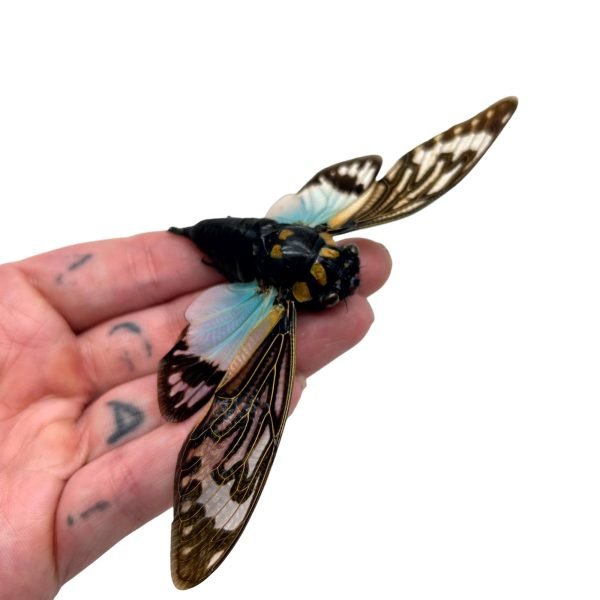 Ornate Blue Black Cicada (Tosena splendida / Distantalna splendida ) - TaxidermyArtistry