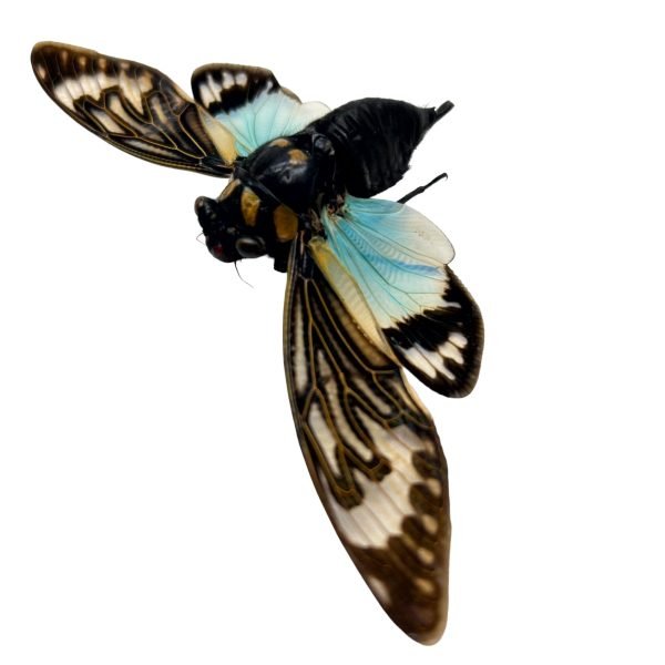 Ornate Blue Black Cicada (Tosena splendida / Distantalna splendida ) - TaxidermyArtistry