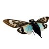 Ornate Blue Black Cicada (Tosena splendida / Distantalna splendida ) - TaxidermyArtistry