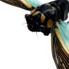 Ornate Blue Black Cicada (Tosena splendida / Distantalna splendida ) - TaxidermyArtistry