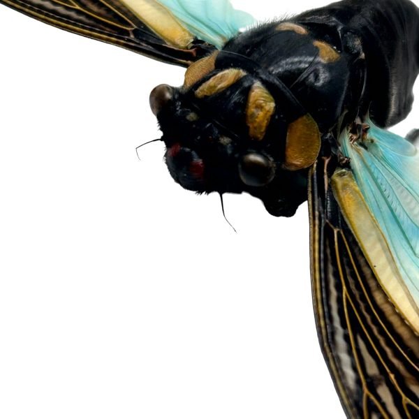 Ornate Blue Black Cicada (Tosena splendida / Distantalna splendida ) - TaxidermyArtistry