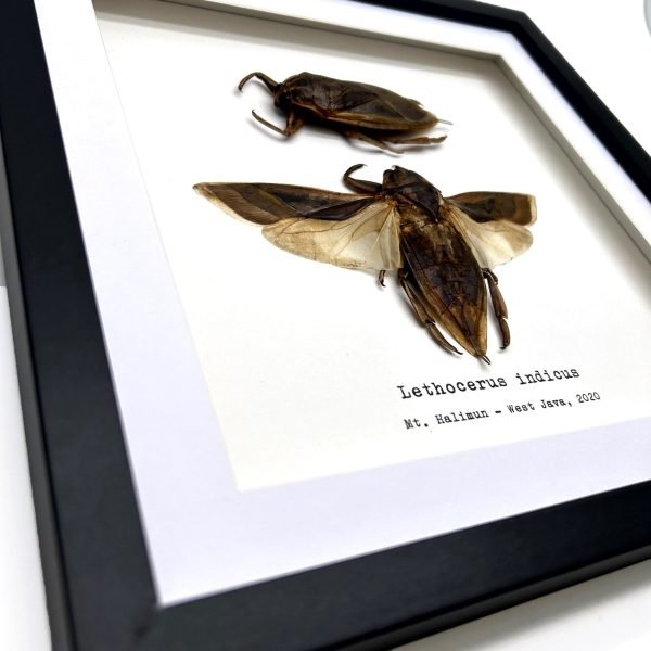 Pair of Giant Water Bugs (Lethocerus indicus) Frame - TaxidermyArtistry Pair of Giant Water Bugs (Lethocerus indicus) Frame - TaxidermyArtistry