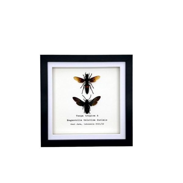 Pair of Giant Water Bugs (Lethocerus indicus) Frame - TaxidermyArtistry Pair of Giant Water Bugs (Lethocerus indicus) Frame - TaxidermyArtistry