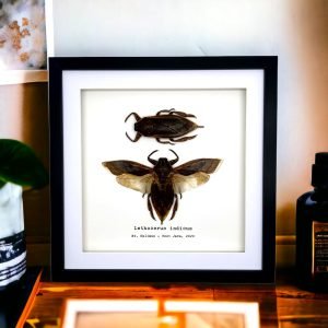 Pair of Giant Water Bugs (Lethocerus indicus) Frame - TaxidermyArtistry