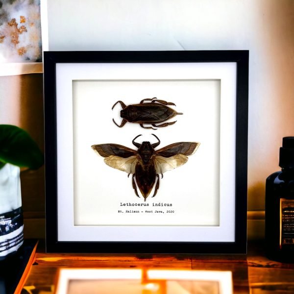 Pair of Giant Water Bugs (Lethocerus indicus) Frame - TaxidermyArtistry Pair of Giant Water Bugs (Lethocerus indicus) Frame - TaxidermyArtistry