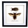 Pair of Giant Water Bugs (Lethocerus indicus) Frame - TaxidermyArtistry Pair of Giant Water Bugs (Lethocerus indicus) Frame - TaxidermyArtistry