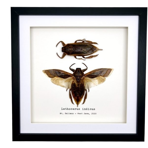 Pair of Giant Water Bugs (Lethocerus indicus) Frame - TaxidermyArtistry Pair of Giant Water Bugs (Lethocerus indicus) Frame - TaxidermyArtistry