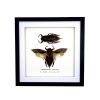Pair of Giant Water Bugs (Lethocerus indicus) Frame - TaxidermyArtistry Pair of Giant Water Bugs (Lethocerus indicus) Frame - TaxidermyArtistry