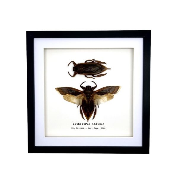 Pair of Giant Water Bugs (Lethocerus indicus) Frame - TaxidermyArtistry Pair of Giant Water Bugs (Lethocerus indicus) Frame - TaxidermyArtistry